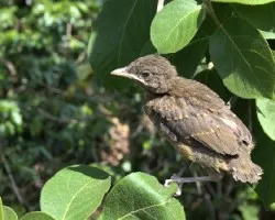 Turdus grayi