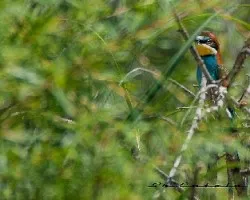 Merops apiaster