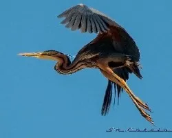 Ardea purpurea