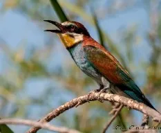 Merops apiaster