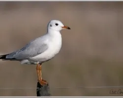 Larus maculipennis