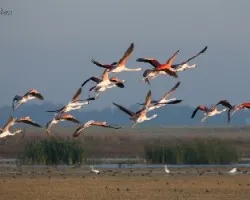 Phoenicopterus chilensis
