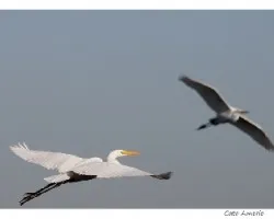 Ardea alba