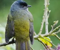 Phainoptila melanoxantha