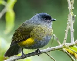 Phainoptila melanoxantha