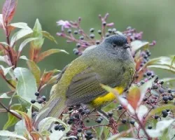 Phainoptila melanoxantha