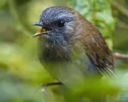 Catharus gracilirostris