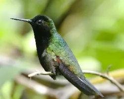 Eupherusa nigriventris