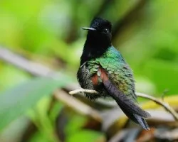 Eupherusa nigriventris