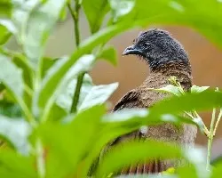 Ortalis cinereiceps