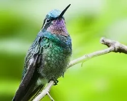 Lampornis calolaemus