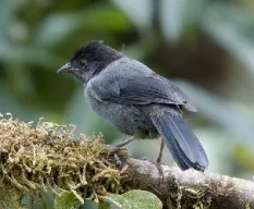 Pselliophorus tibialis