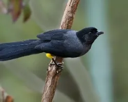 Pselliophorus tibialis