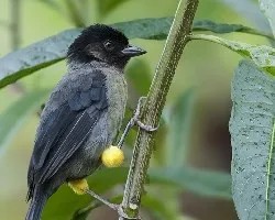 Pselliophorus tibialis