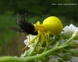 Misumena vatia