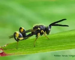 Chalcidoidea-brachymeria intermedia