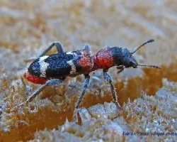 Trichodes alvearius