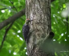 Melanerpes hoffmannii