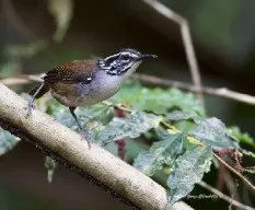 Henicorbina leucosticta