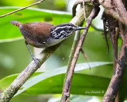 Henicorbina leucosticta