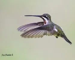 Heliomaster longirostris