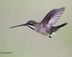 Heliomaster longirostris