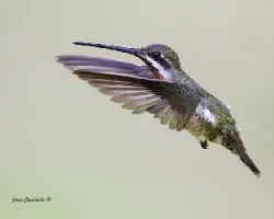 Heliomaster longirostris