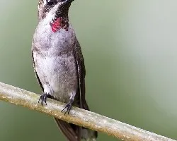 Heliomaster longirostris