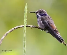 Colibri delphinae