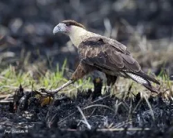 Caracara cheriway