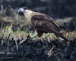 Caracara cheriway