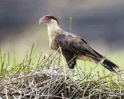 Caracara cheriway