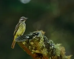 Myiodynastes luteiventris