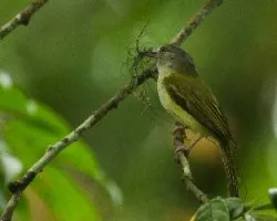 Tolmomyias sulphurescens