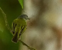 Tolmomyias sulphurescens