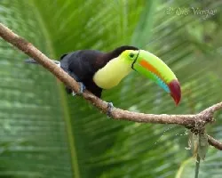 Ramphastos sulfuratus