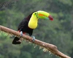 Ramphastos sulfuratus