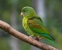 Brotogeris jugularis