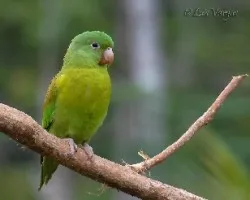 Brotogeris jugularis