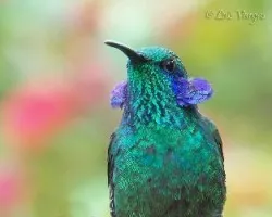 Colibri thalassinus