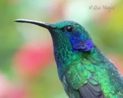 Colibri thalassinus