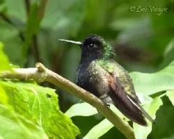 Eupherusa nigriventris