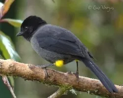 Pselliophorus tibialis