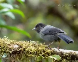 Pselliophorus tibialis