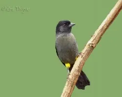 Pselliophorus tibialis