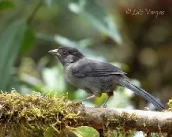 Pselliophorus tibialis