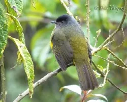 Phainoptila melanoxantha