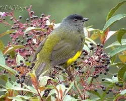 Phainoptila melanoxantha