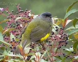 Phainoptila melanoxantha