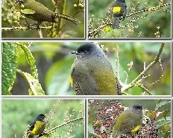 Phainoptila melanoxantha